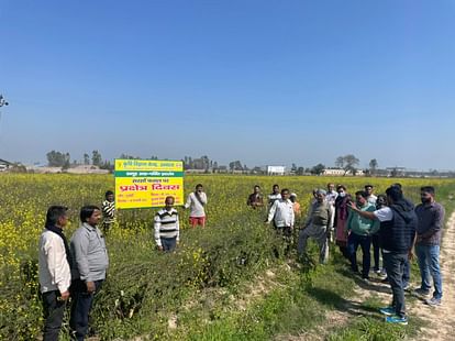 Information given about growing mustard crop and its utility