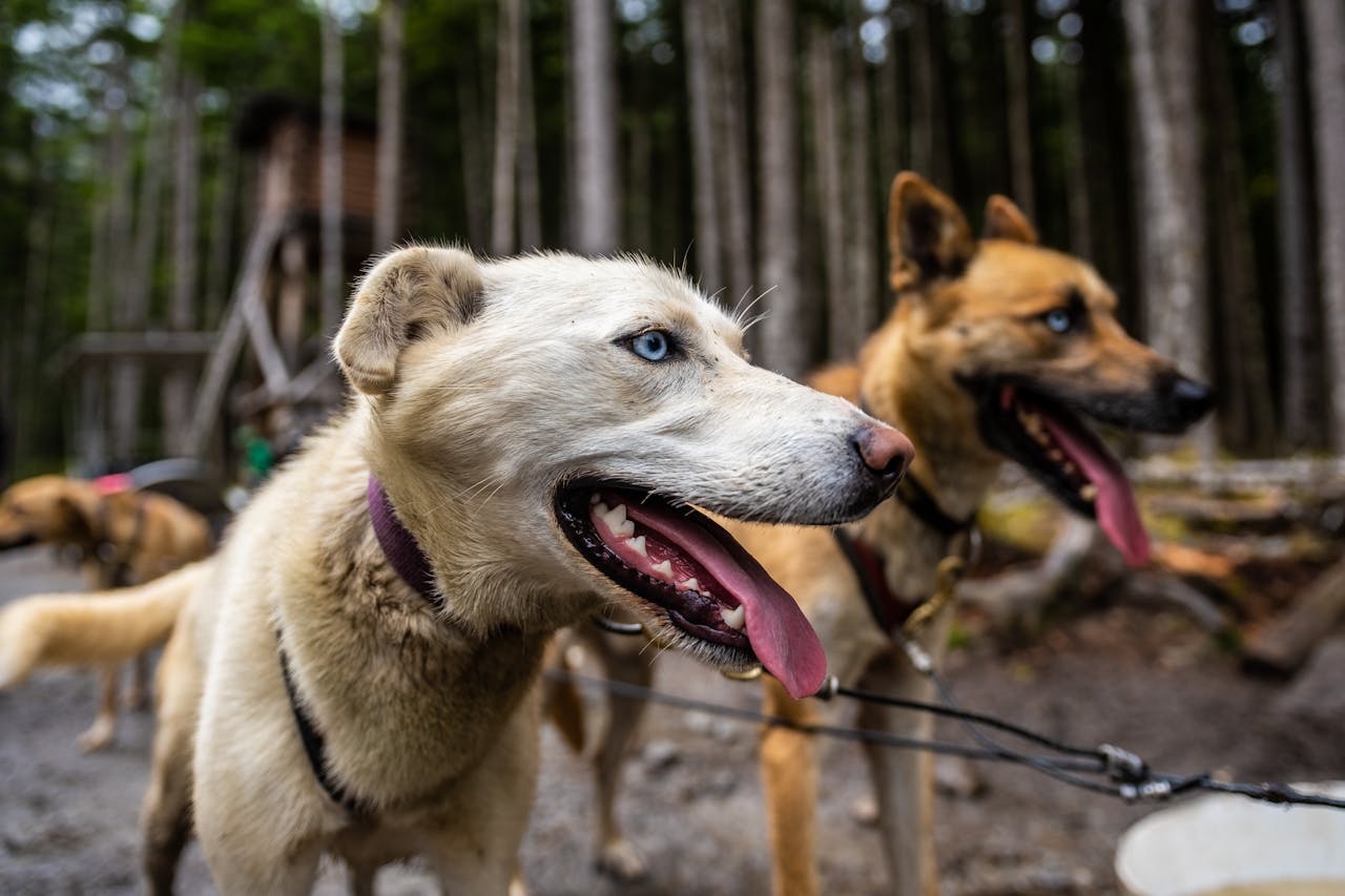 dog free